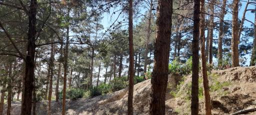 عکس فضای سبز