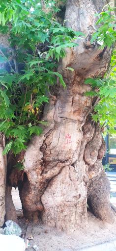 عکس چنار جماران