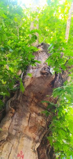 عکس چنار جماران