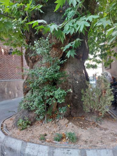 عکس چنار جماران