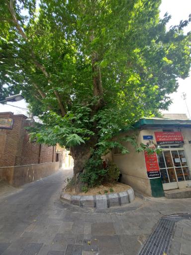 عکس چنار جماران