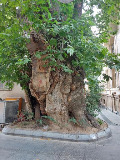 عکس چنار جماران