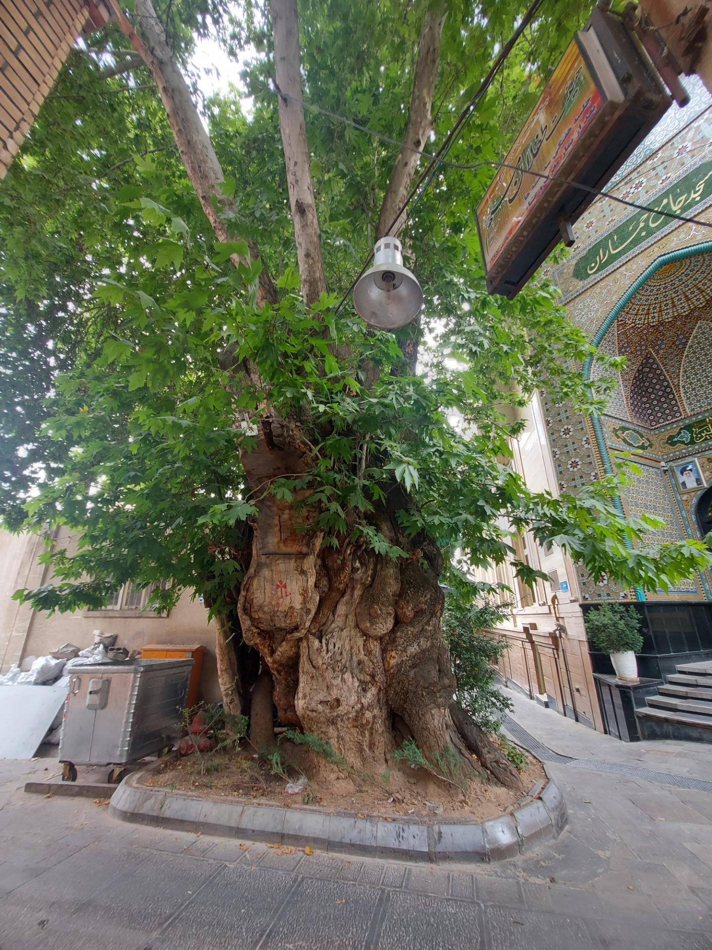 عکس چنار جماران
