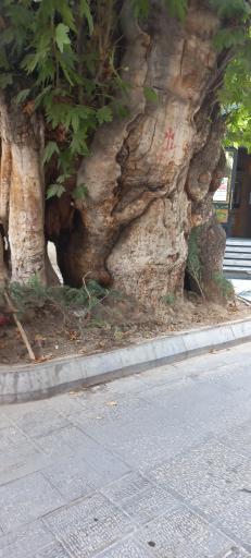 عکس چنار جماران