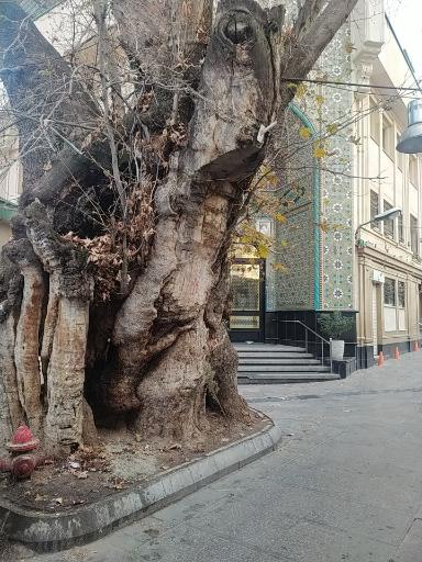 عکس چنار جماران