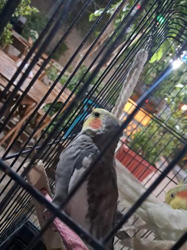 عکس سرای سنتی بابا طاهر