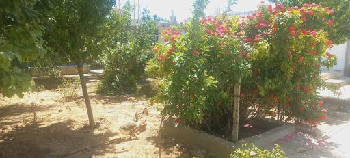 عکس کارگاه گلاب گیری برادران نظری 