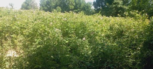 عکس کارگاه گلاب گیری برادران نظری 