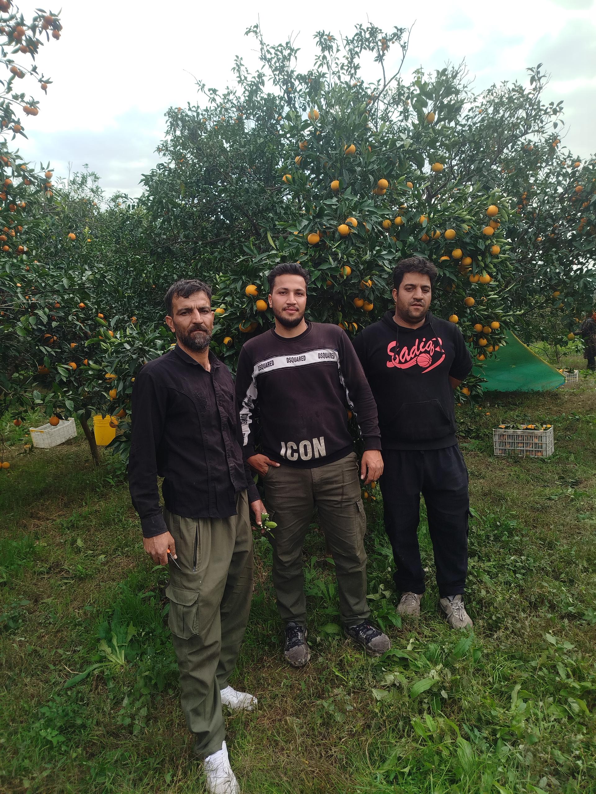 عکس باغ دریج