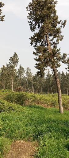 عکس ولاغوز