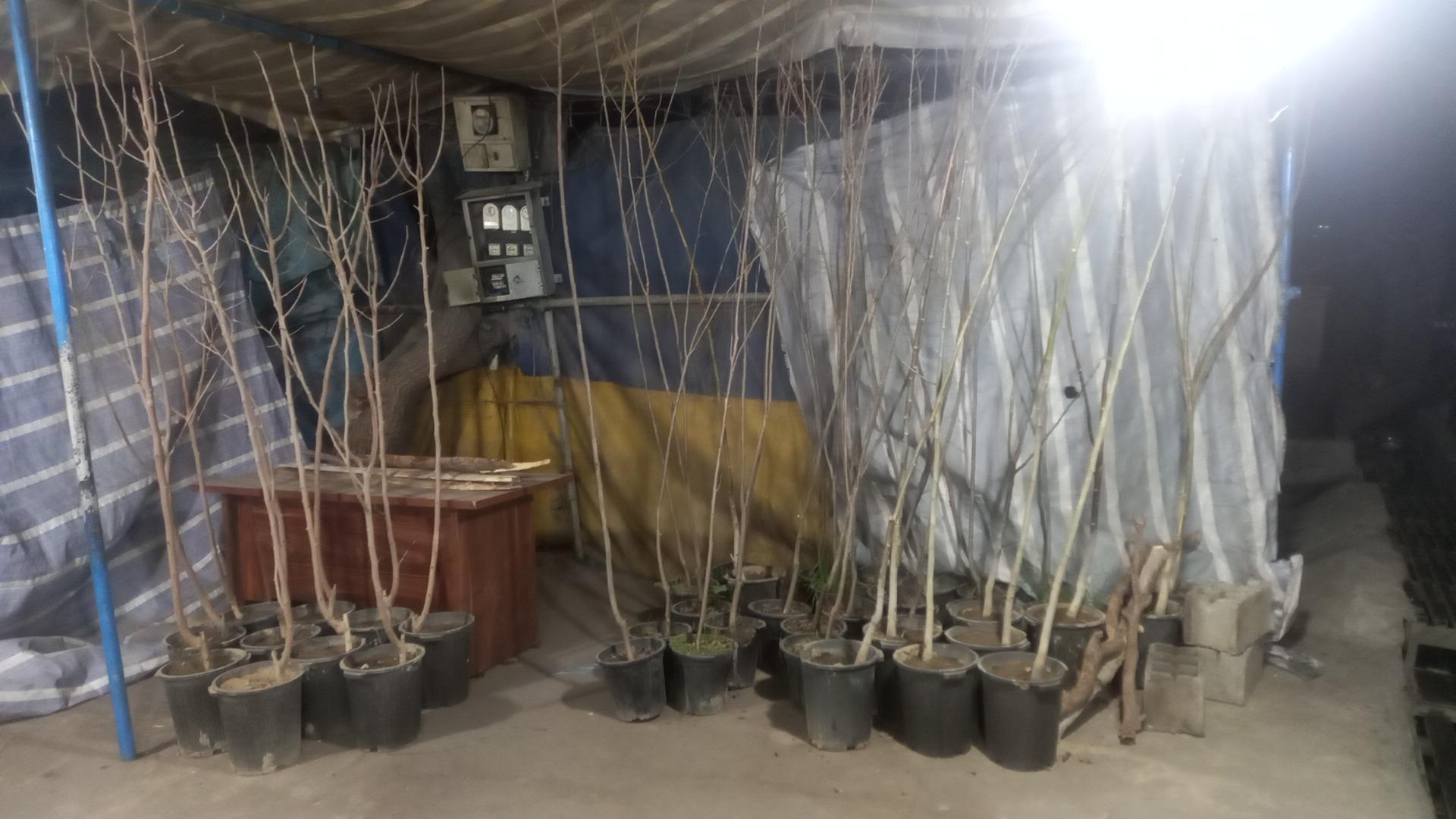 عکس چوب فروشی کن