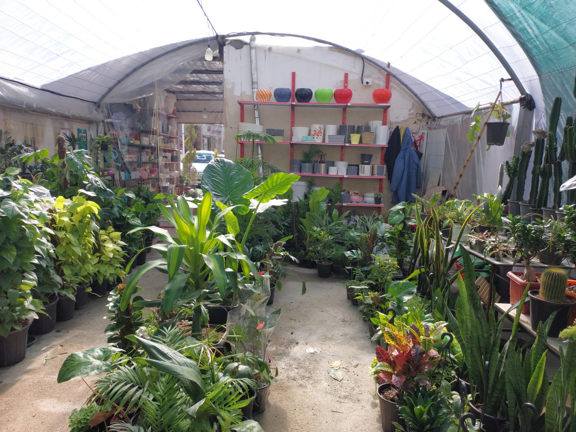 عکس گلکده سپیدار