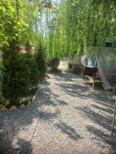 عکس رستوران کافه زیتون