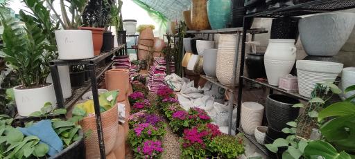 عکس گل سرای پارسا