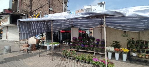 عکس گل سرای پارسا