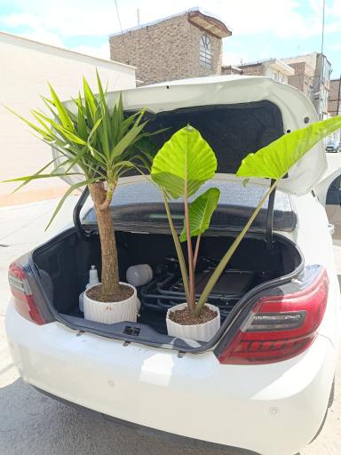 عکس گل و گیاه آپارتمانی شیخ بگلو