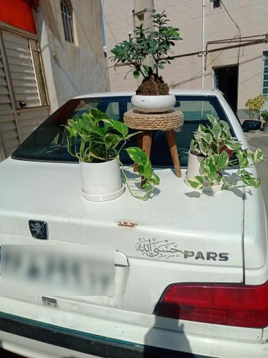 عکس گل و گیاه آپارتمانی شیخ بگلو