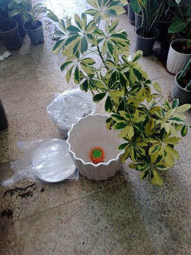 عکس گل و گیاه آپارتمانی شیخ بگلو