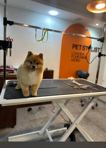 عکس پت استایلیست (شعبه دهکده المپیک)