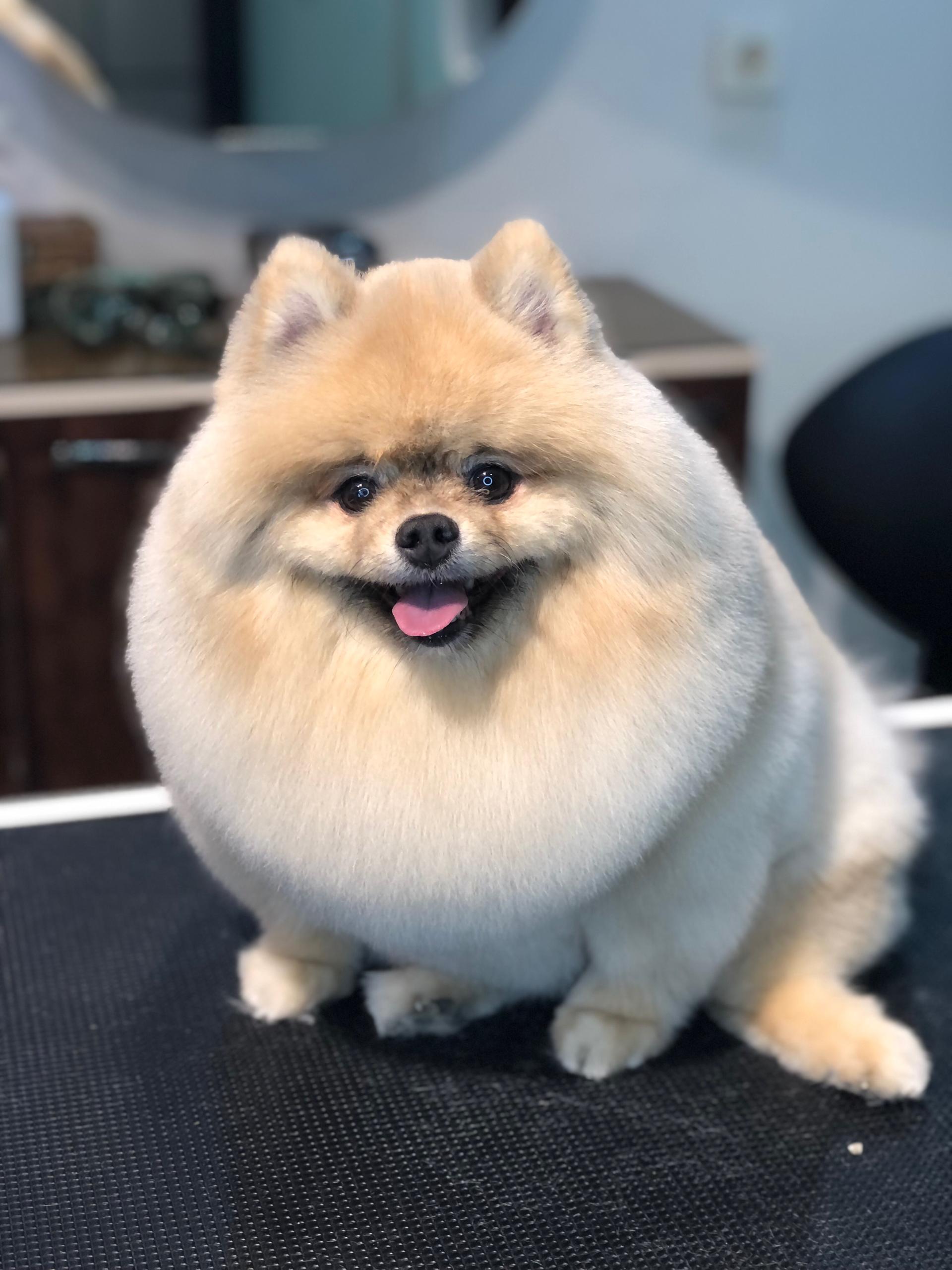 عکس پت استایلیست (شعبه دهکده المپیک)