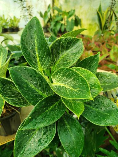 عکس گلخانه محبوب