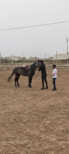 عکس باشگاه سوارکاری راد