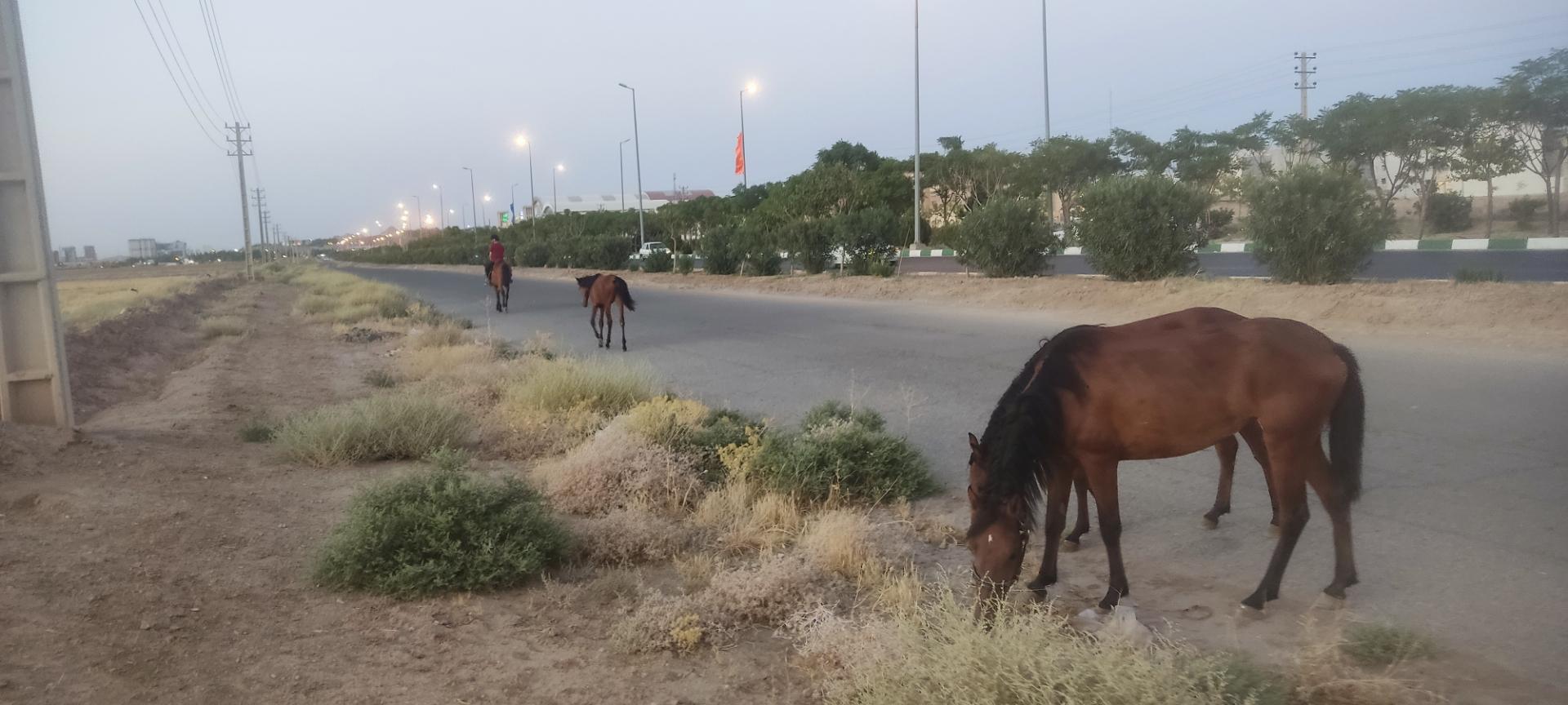 عکس باشگاه سوارکاری راد