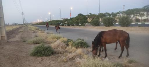 عکس باشگاه سوارکاری راد