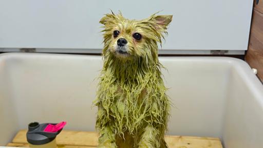 عکس پت استایلیست (شعبه دهکده المپیک)