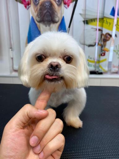 عکس پت استایلیست (شعبه دهکده المپیک)