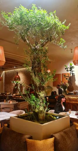 عکس کافه رستوران آولی