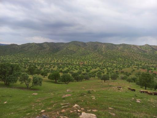 عکس کوهدشت