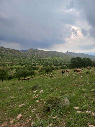 عکس کوهدشت