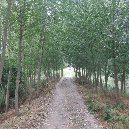 عکس دشمن کرده