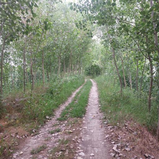 عکس دشمن کرده