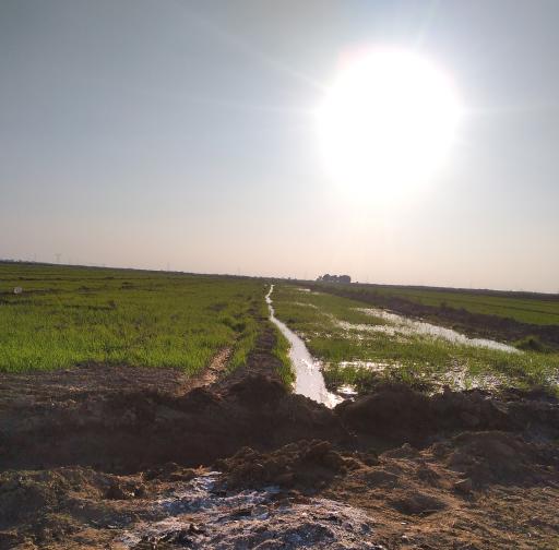 عکس ربیخه