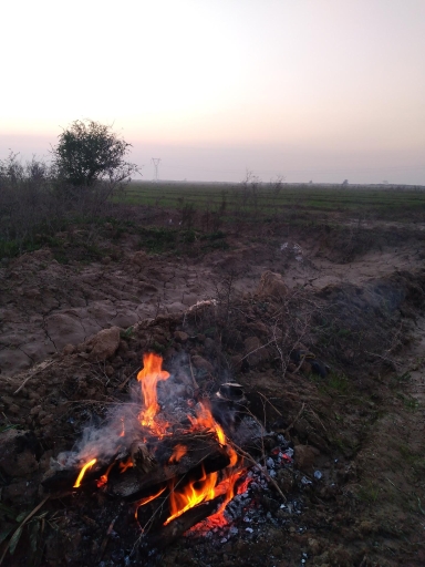 عکس ربیخه