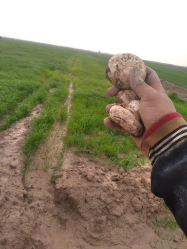 عکس ربیخه