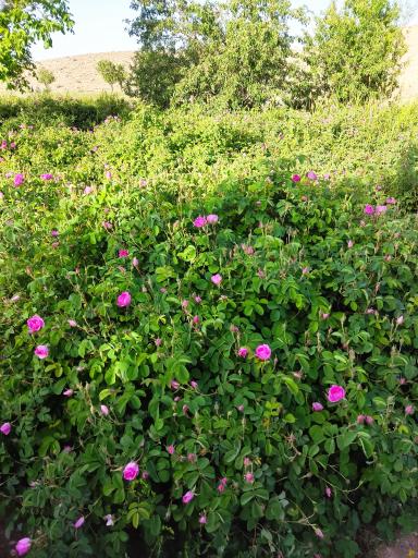 عکس سوئیت مولاجان