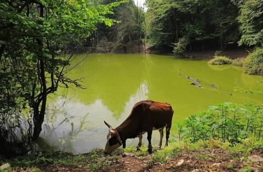 عکس مرداب هسل