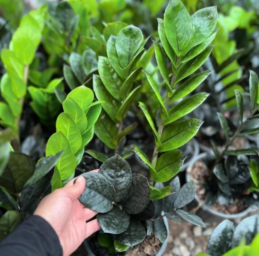 عکس گلخانه حسن نیا