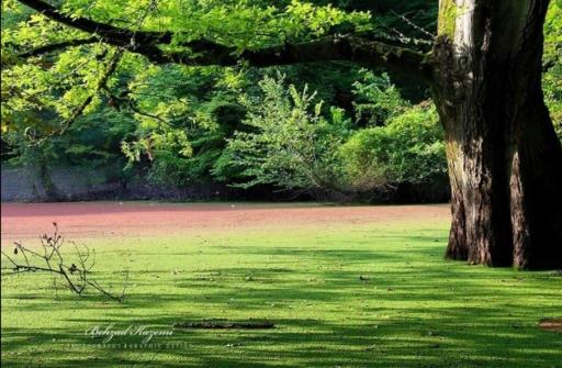 عکس مرداب هسل