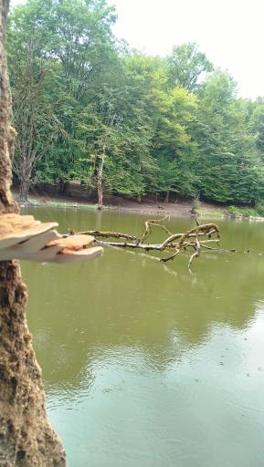 عکس مرداب هسل