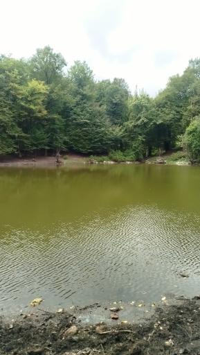 عکس مرداب هسل