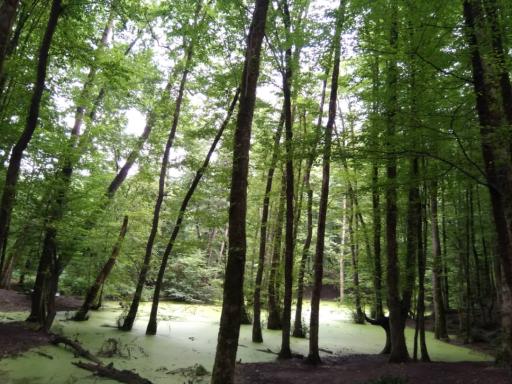 عکس مرداب هسل