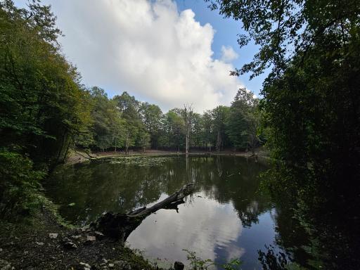 عکس مرداب هسل