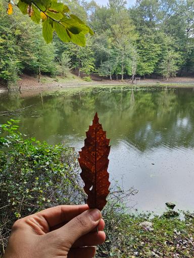 عکس مرداب هسل