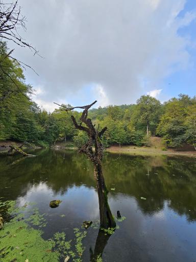 عکس مرداب هسل