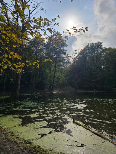 عکس مرداب هسل