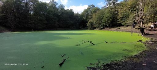 عکس مرداب هسل